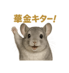 週末だ！リアルなチンチラのご褒美ライン（個別スタンプ：1）