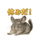 週末だ！リアルなチンチラのご褒美ライン（個別スタンプ：3）