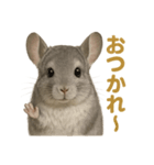 週末だ！リアルなチンチラのご褒美ライン（個別スタンプ：5）
