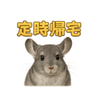 週末だ！リアルなチンチラのご褒美ライン（個別スタンプ：7）