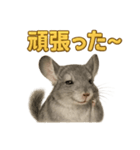 週末だ！リアルなチンチラのご褒美ライン（個別スタンプ：8）