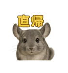 週末だ！リアルなチンチラのご褒美ライン（個別スタンプ：9）