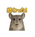 週末だ！リアルなチンチラのご褒美ライン（個別スタンプ：11）