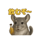 週末だ！リアルなチンチラのご褒美ライン（個別スタンプ：12）