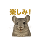 週末だ！リアルなチンチラのご褒美ライン（個別スタンプ：13）