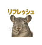 週末だ！リアルなチンチラのご褒美ライン（個別スタンプ：14）
