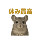 週末だ！リアルなチンチラのご褒美ライン（個別スタンプ：15）
