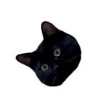 黒猫のけんちゃん2（個別スタンプ：23）