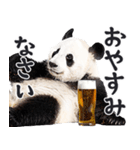 ビール！リアルなパンダ（やさしい敬語）（個別スタンプ：12）