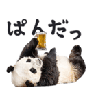 ビール！リアルなパンダ（やさしい敬語）（個別スタンプ：14）