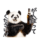 ビール！リアルなパンダ（やさしい敬語）（個別スタンプ：23）