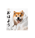 動く！リアル豆柴2（個別スタンプ：5）