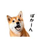 動く！リアル豆柴2（個別スタンプ：9）