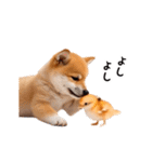 動く！リアル豆柴2（個別スタンプ：13）