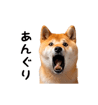 動く！リアル豆柴2（個別スタンプ：14）