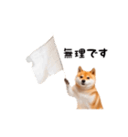動く！リアル豆柴2（個別スタンプ：16）