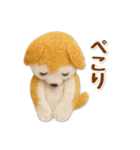 たれ耳な豆柴のグルメスタンプ（個別スタンプ：19）
