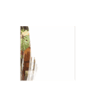 エスエイジィーエイ佐賀（個別スタンプ：13）