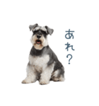 毎日使える実写シュナウザー【家族・連絡】（個別スタンプ：7）