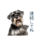 毎日使える実写シュナウザー【家族・連絡】（個別スタンプ：9）