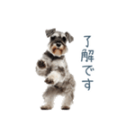 毎日使える実写シュナウザー【家族・連絡】（個別スタンプ：11）