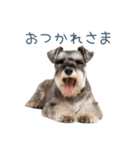 毎日使える実写シュナウザー【家族・連絡】（個別スタンプ：16）