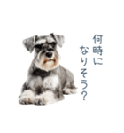 毎日使える実写シュナウザー【家族・連絡】（個別スタンプ：18）