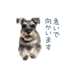 毎日使える実写シュナウザー【家族・連絡】（個別スタンプ：24）