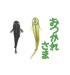 動くメダカ5 夏（個別スタンプ：11）