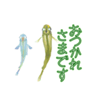 動くメダカ5 夏（個別スタンプ：12）
