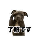 ブルーノーズピットブル（個別スタンプ：1）