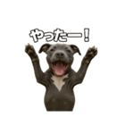 ブルーノーズピットブル（個別スタンプ：3）