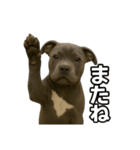 ブルーノーズピットブル（個別スタンプ：4）