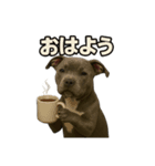 ブルーノーズピットブル（個別スタンプ：5）