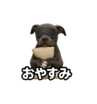 ブルーノーズピットブル（個別スタンプ：6）