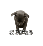 ブルーノーズピットブル（個別スタンプ：7）