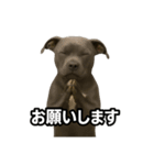 ブルーノーズピットブル（個別スタンプ：9）