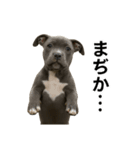 ブルーノーズピットブル（個別スタンプ：14）
