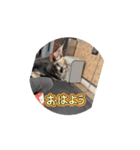 sia's life moving2（個別スタンプ：2）
