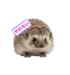 可愛い動物❤️ホワイトタイガー.シマエナガ（個別スタンプ：1）