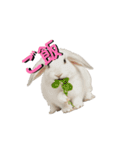 可愛い動物❤️ホワイトタイガー.シマエナガ（個別スタンプ：4）