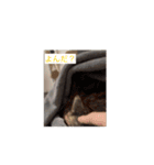 sia's life moving（個別スタンプ：5）