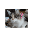 あすねこの動くスタンプ2（個別スタンプ：1）
