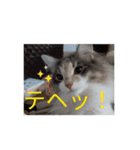 あすねこの動くスタンプ2（個別スタンプ：2）