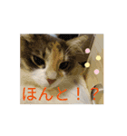 あすねこの動くスタンプ2（個別スタンプ：3）