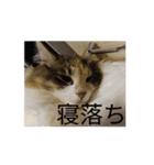 あすねこの動くスタンプ2（個別スタンプ：4）