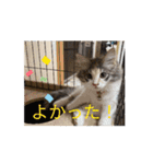 あすねこの動くスタンプ2（個別スタンプ：5）