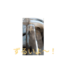 あすねこの動くスタンプ2（個別スタンプ：7）