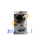 あすねこの動くスタンプ2（個別スタンプ：9）