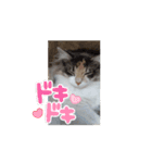 あすねこの動くスタンプ2（個別スタンプ：11）